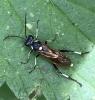 Macrophya sp.